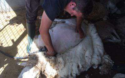 Esquilar ovejas en Laroya