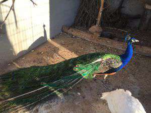 pavo real reul alto