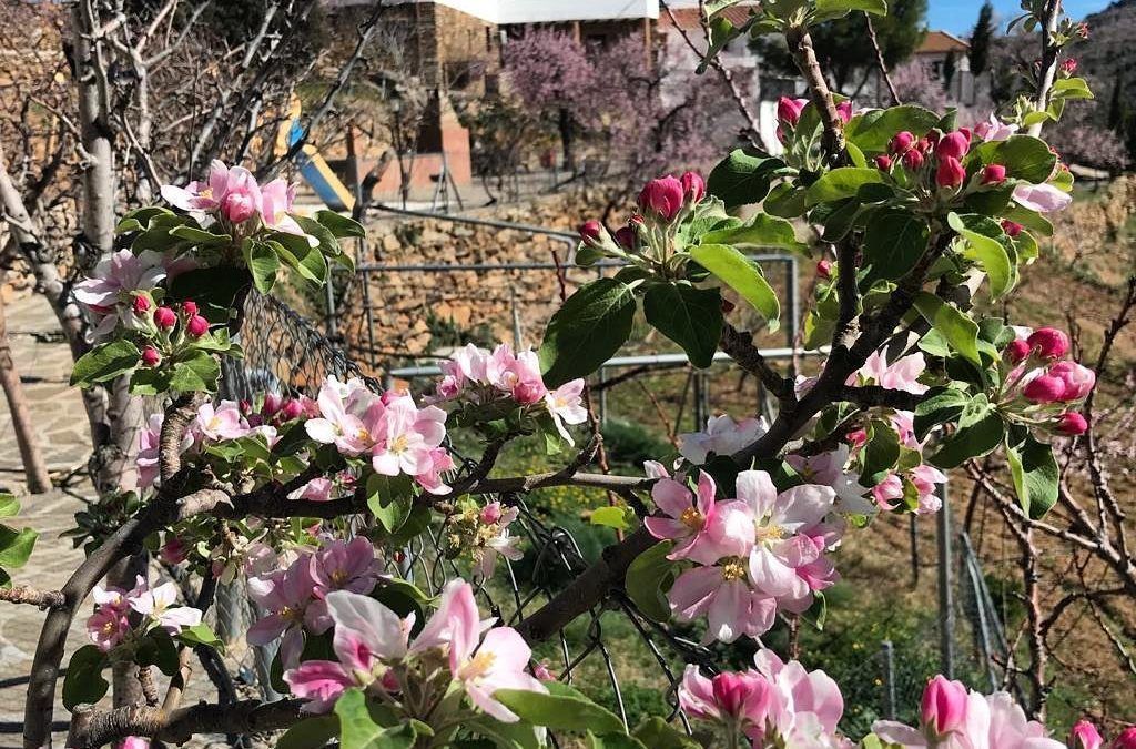 Llega la Primavera a Reul Alto