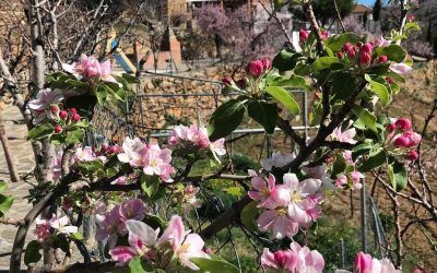 Llega la Primavera a Reul Alto