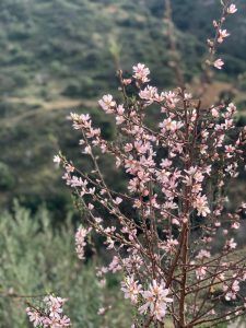 Almendros en flor en Reul Alto