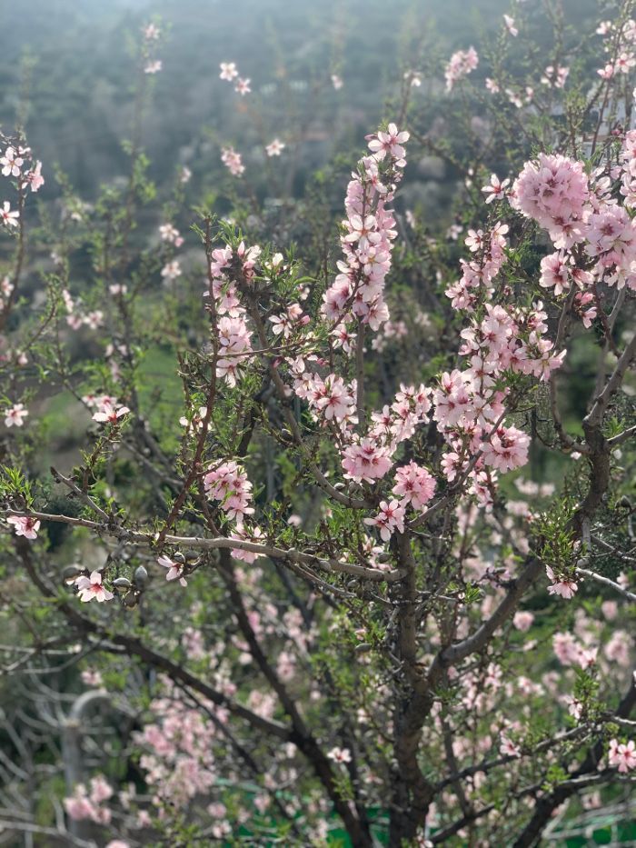 Almendros en flor en Reul Alto - Casas Rurales Almería - Reul Alto