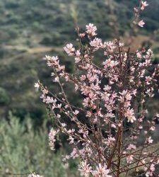 Almendros en flor en Reul Alto